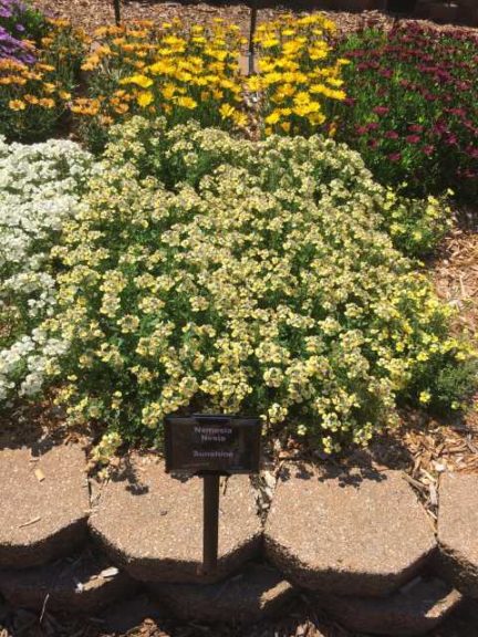 2016 Mast Young Plants Field Trials Results