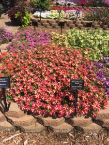 2016 Mast Young Plants Field Trials Results