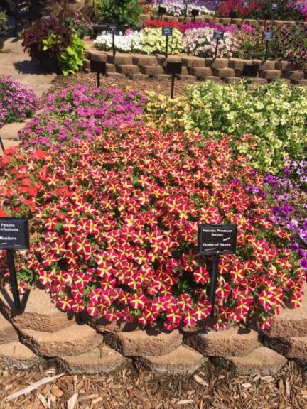 2016 Mast Young Plants Field Trials Results