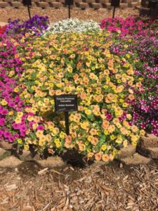 2016 Mast Young Plants Field Trials Results