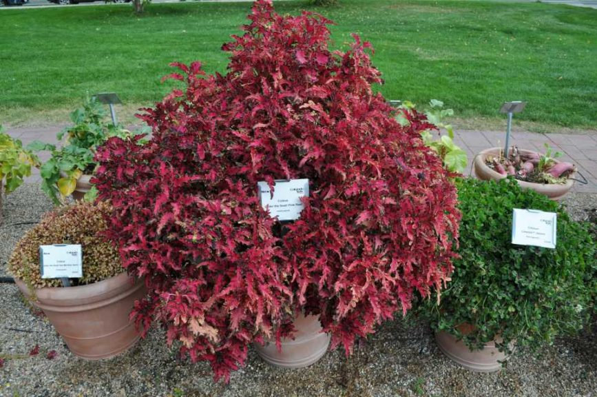 2016 Colorado State University Field Trials 