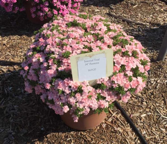 2016 Mast Young Plants Field Trials Results