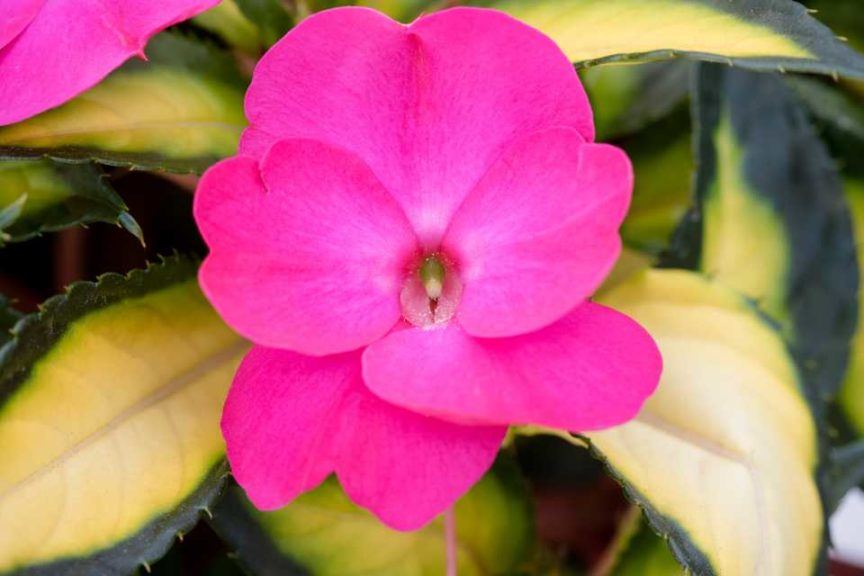 2016 Mast Young Plants Field Trials Results