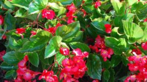 2016 Oklahoma State University Field Trials Results