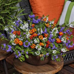 Rockets’ Red Glare Mix (Syngenta Flowers)