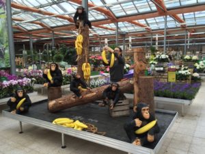 Framing of the story: monkey in the Musa forest