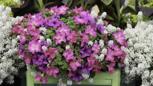 Plantpeddler to Offer Hort Couture Vegetative Annual Genetics Liners