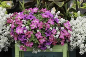 Cities of Fashion Miami (Hort Couture)