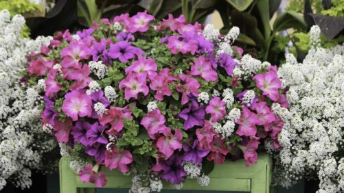 Plantpeddler to Offer Hort Couture Vegetative Annual Genetics Liners