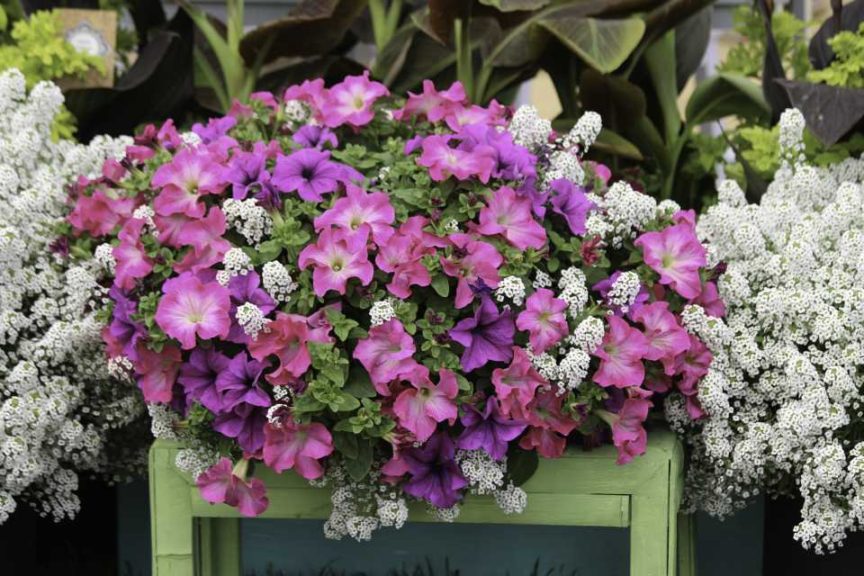 Cities of Fashion Miami (Hort Couture)