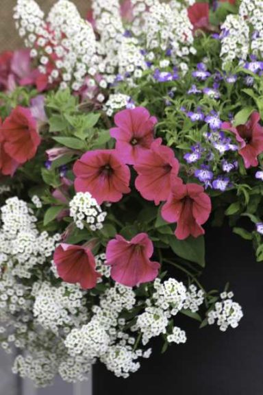 Cities of Fashion Seattle (Hort Couture)