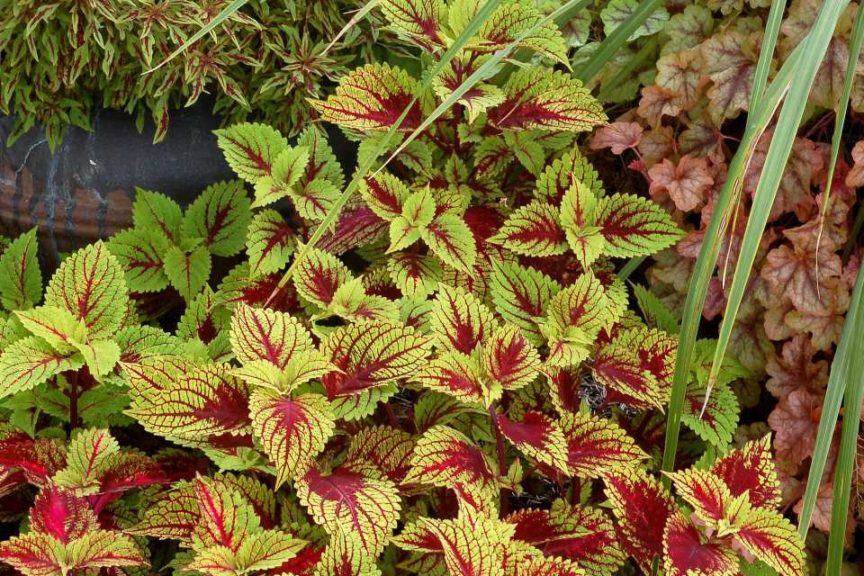 Coleus ‘Color Clouds Hottie’ (Terra Nova Nurseries)