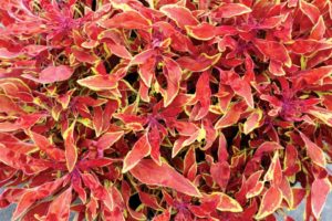 Coleus 'Hipsters Jasper' (Terra Nova Nurseries)