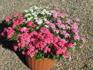 Gulf Coast Soiree Ka-wa-i-i Combo (Suntory Flowers/EuroAmerican Propagators)