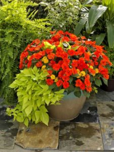 Impatiens SunPatiens Mix (Sakata Ornamentals)