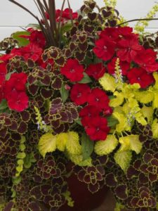 Impatiens SunPatiens Party Time Combo (Sakata Ornamentals)