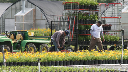 What Donald Trump’s Reelection Could Mean for Agriculture and Horticulture