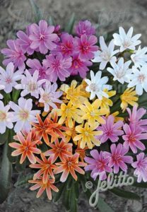 Lewisia Little Tutti Frutti Mix (Jelitto)
