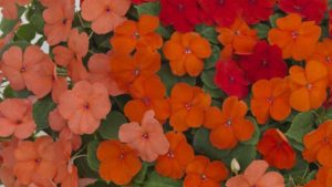 21 New Combos For Spring To Fall Color In 2017