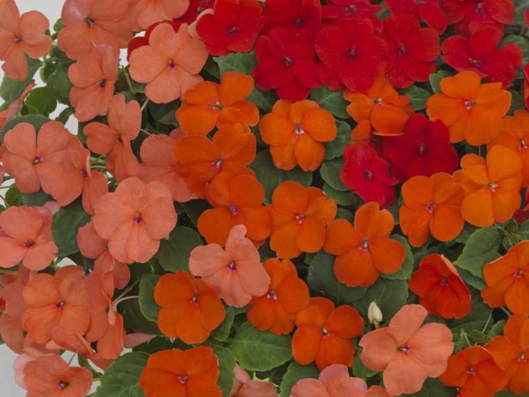 Lollipop Flaming Hot Melon One Touch Combination (Ernst Benary of America)