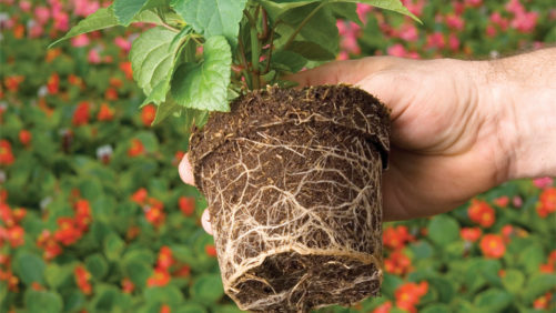 New Soil Amendment From Kemin Promotes More Efficient Nutrient Uptake and Plant Growth
