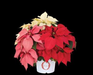 Confetti Garden Mistletoe (Dümmen Orange)