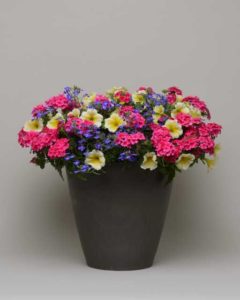 MixMasters Gimme Some Sugar (Ball FloraPlant)