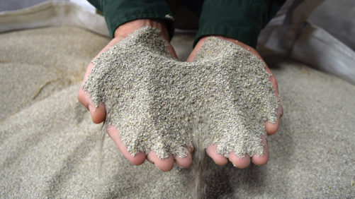 How Mycorrhizae Provide Value at Your Greenhouse or Nursery