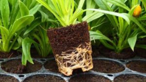 New Growing Media Technology Designed To Promote Healthier Plants