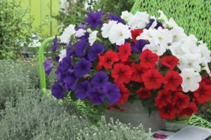 Petunia F1 Trilogy ’76 Mix (American Takii)