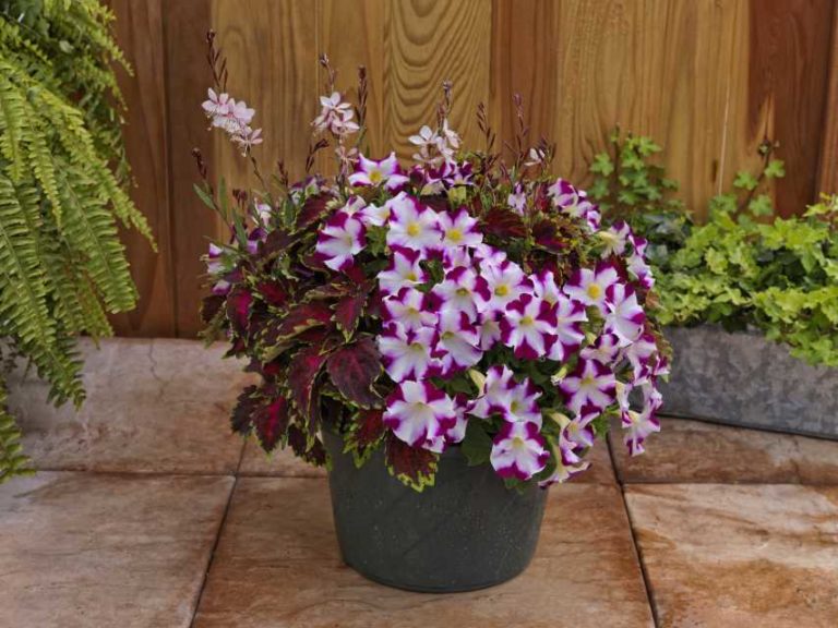 Petunia Colorworks Burgundy Star and Coleus PartyTime Ruby Punch Mix (Sakata Ornamentals)