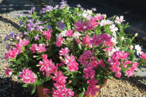 4 Container Trends To Watch