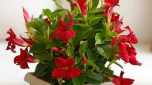 Suntory Launches Unrooted Cuttings Program for Sun Parasol