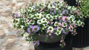 How Was Your Spring? Let Us Know by Taking Greenhouse Grower’s 2017 Spring Recap Survey