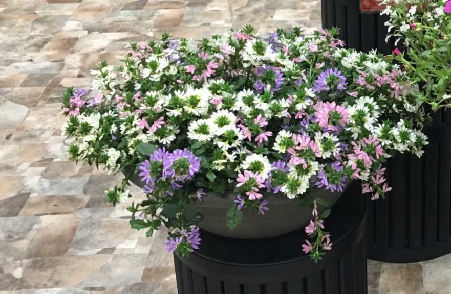 Scaevola Surdiva Mix (Suntory Flowers)