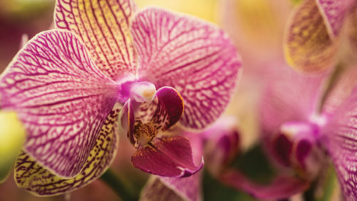 Paving the Road to COVID-19 Recovery for the Horticulture Industry