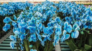 Leading Orchid Grower Maps Out Carbon-Neutral Production Plan