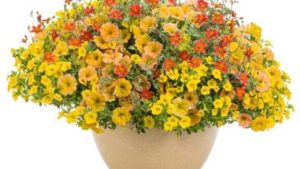 19 New Combos for Containers Big and Small