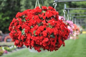 2016 C. Raker & Sons Field Trials Results