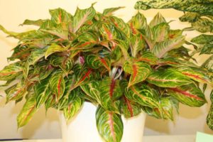Aglaonema ‘Georgi’s Ruby’ (Costa Farms)