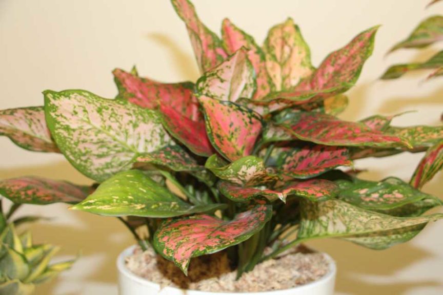 Aglaonema ‘Jazzed Gems Ruby Ray’ (ForemostCo, Inc.)