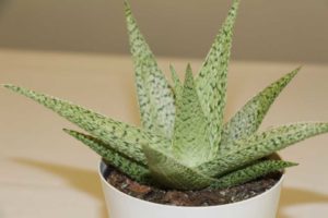 1. Aloe Vera (5,155,019 total number of Instagram posts)