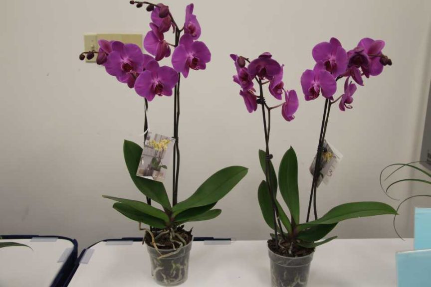 Phalaenopsis ‘Memphis’ (Anthura BV)