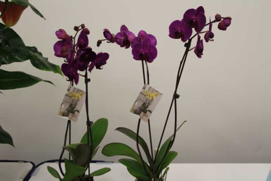 Phalaenopsis ‘Stellenbosch’ (Anthura BV)