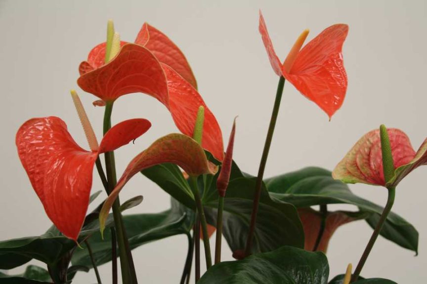 Anthurium ‘Aren’t You Orange!’ (Oglesby Plants International, Inc.)