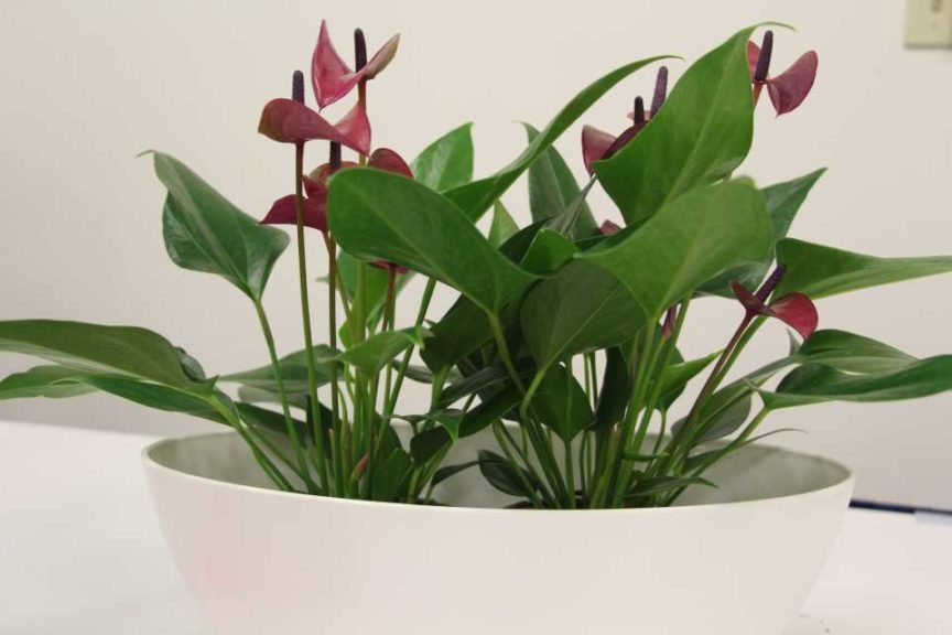 Anthurium ‘Cirano’ (Anthura BV)