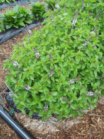 2016 C. Raker & Sons Field Trials Results