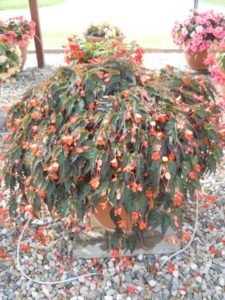 2016 C. Raker & Sons Field Trials Results