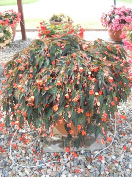 2016 C. Raker & Sons Field Trials Results