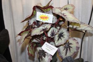 Begonia ‘Harmony’s Fire Woman’ (Ag-3)